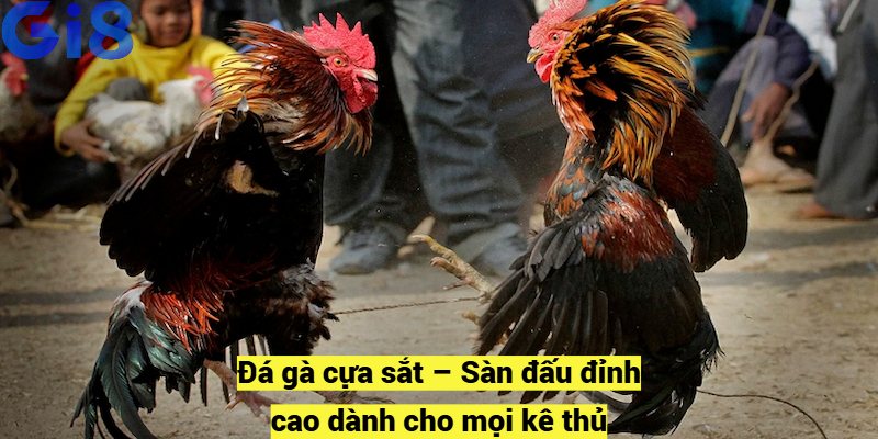 Đá gà cựa sắt – Sàn đấu đỉnh cao dành cho mọi kê thủ